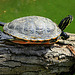 20090827 0372Aw [D~ST] Zierschildkröte (Chrysemys picta), Zoo Rheine