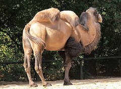 20090827 0252Aw [D~ST] Trampeltier (Camelus ferus bacttrianus), Zoo Rheine