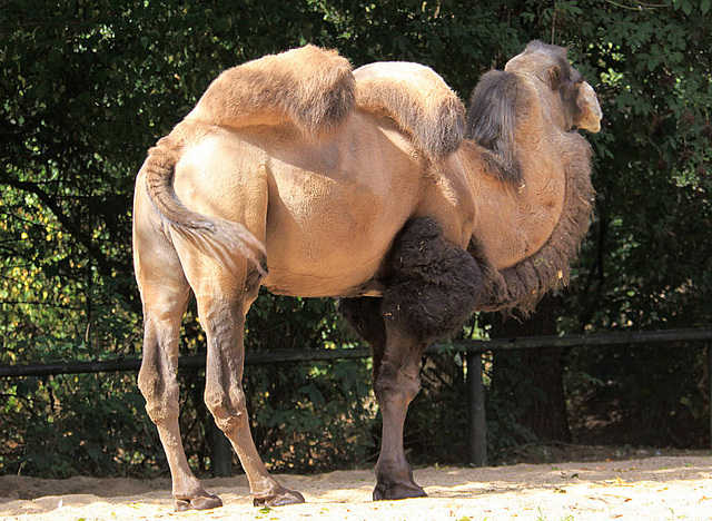 20090827 0252Aw [D~ST] Trampeltier (Camelus ferus bacttrianus), Zoo Rheine