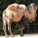 20090827 0252Aw [D~ST] Trampeltier (Camelus ferus bacttrianus), Zoo Rheine