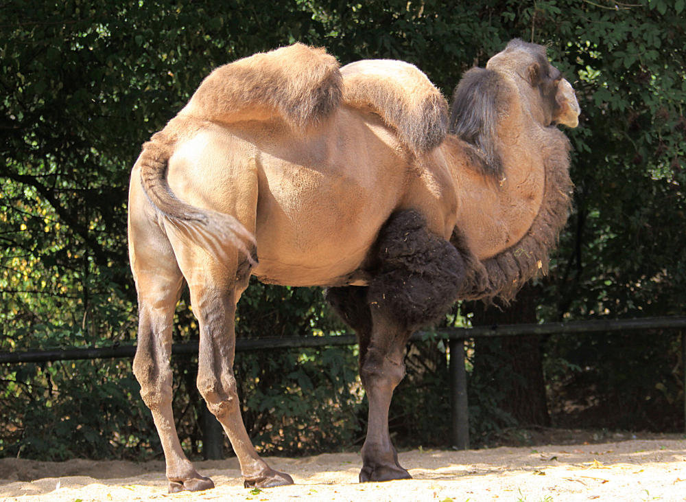 20090827 0252Aw [D~ST] Trampeltier (Camelus ferus bacttrianus), Zoo Rheine