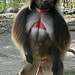 20090827 0396Aw [D~ST] Blutbrustpavian (Theropithecus gelada), [Dschelada], Zoo Rheine