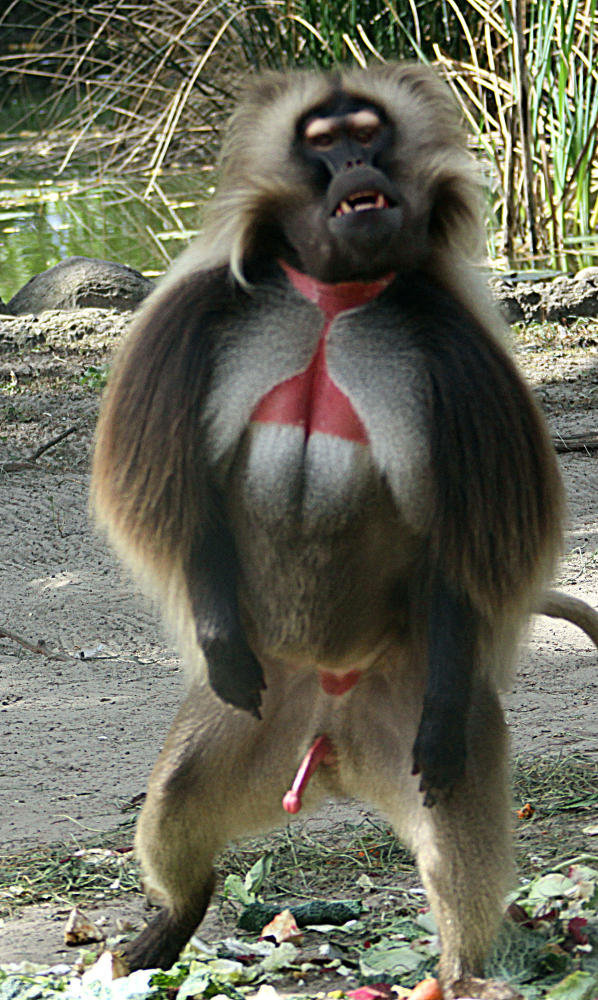 20090827 0396Aw [D~ST] Blutbrustpavian (Theropithecus gelada), [Dschelada], Zoo Rheine