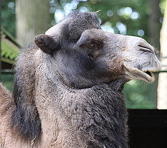 20090827 0249Aw [D~ST] Trampeltier (Camelus ferus bactrianus), Zoo Rheine