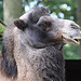 20090827 0249Aw [D~ST] Trampeltier (Camelus ferus bactrianus), Zoo Rheine