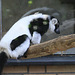 20090827 0377Aw [D~ST] Schwarzweißer Vari (Varecia variegata variegata), Zoo Rheine