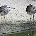 20090827 0364Aw [D~ST] Rotschenkel (Tringa totanus), Naturzoo Rheine