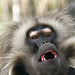 20090827 0393Aw [D~ST] Blutbrustpavian (Theropithecus gelada), [Dschelada], Zoo Rheine