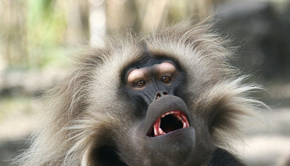 20090827 0393Aw [D~ST] Blutbrustpavian (Theropithecus gelada), [Dschelada], Zoo Rheine