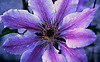 1983 049DIAw [D~GT] Waldrebe, (Clematis), Werther-Häger