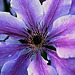 1983 049DIAw [D~GT] Waldrebe, (Clematis), Werther-Häger