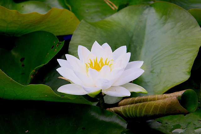 20090827 0389Aw [D~ST] Weiße Seerose (Nymphaea alba), Zoo Rheine