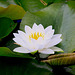 20090827 0389Aw [D~ST] Weiße Seerose (Nymphaea alba), Zoo Rheine