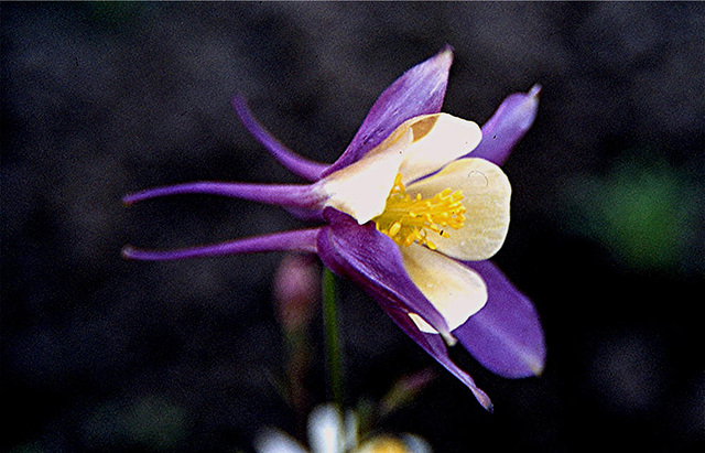 1983 051DIAw [D~GT] Akelei (Aquilegia agg), Werher-Häger