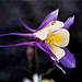 1983 051DIAw [D~GT] Akelei (Aquilegia agg), Werher-Häger