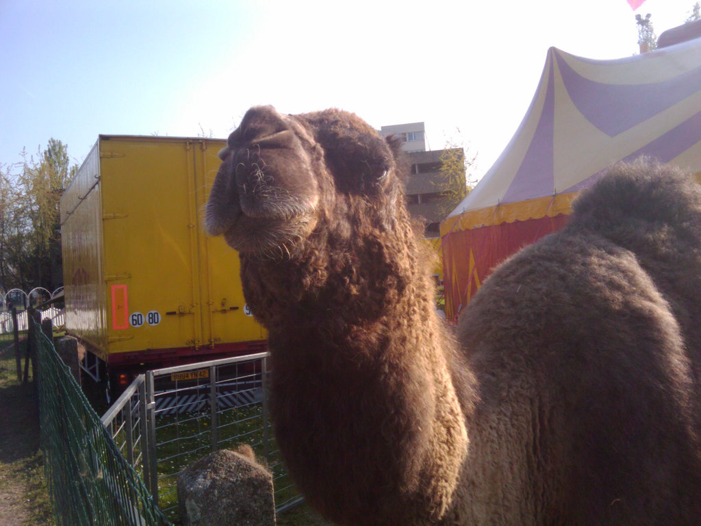 Camels from the Cirque de Bercy
