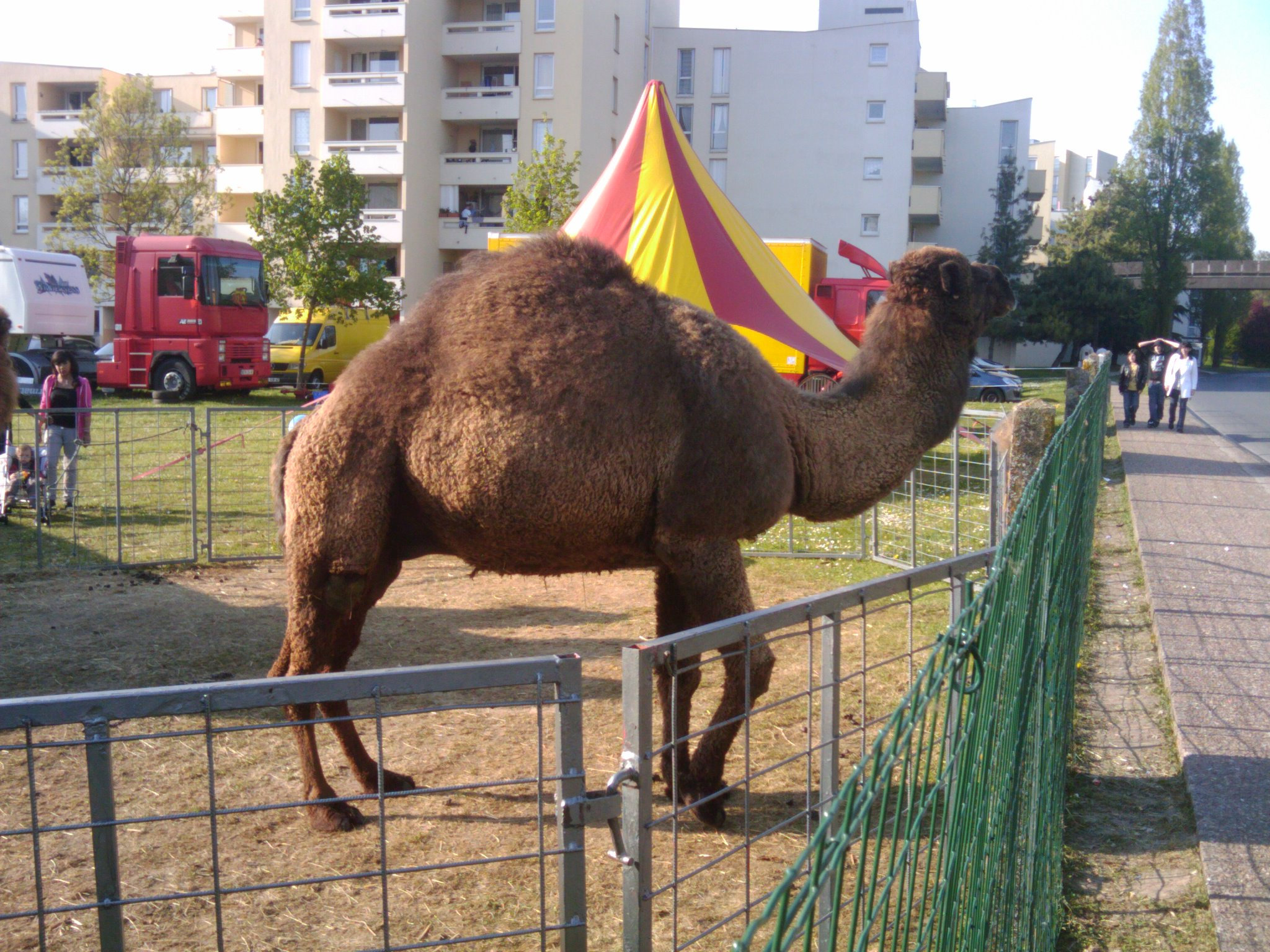 Camels from the Cirque de Bercy