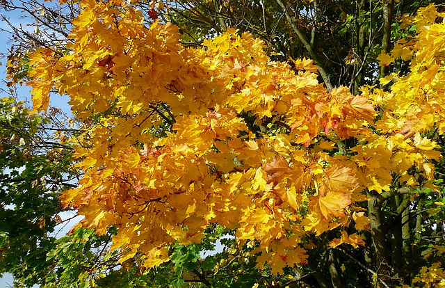 Herbstblätter -