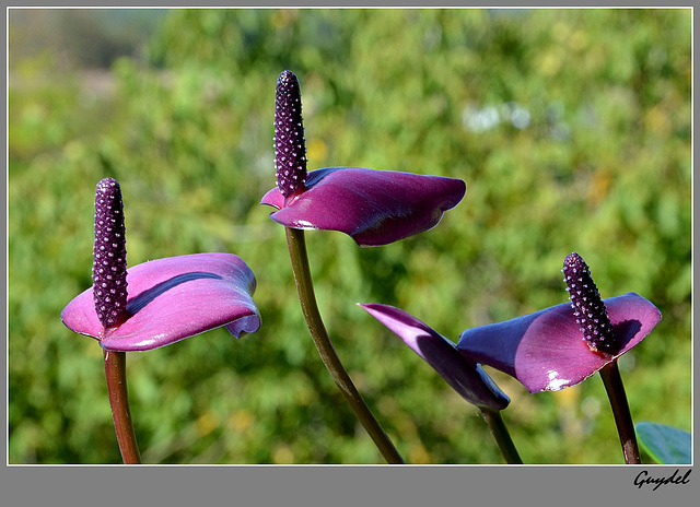 Anthurium violet