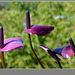 Anthurium violet