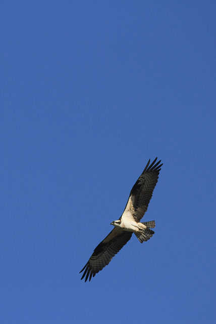 Osprey