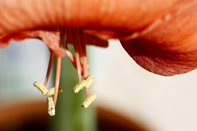 Pulpeuse  amaryllis