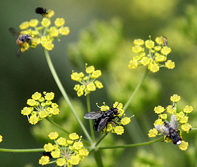 20090813 0205Aw [D~MI] Insektenvielfalt auf Pastinak (Pastinaca sativa), Großes Torfmoor, Hille