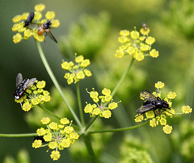 20090813 0207Aw [D~MI] Insektenvielfalt, Wiesen-Pastinak (Pastinaca sativa), Großes Torfmoor, Hille