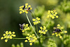 20090813 0208Aw [D~MI] Insektenvielfalt, Wiesen-Pastinak (Pastinaca sativa), Großes Torfmoor, Hille