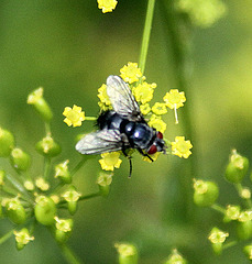 20090813 0211Aw [D~MI] Insektenvielfalt, Wiesen-Pastinak (Pastinaca sativa), Großes Torfmoor, Hille