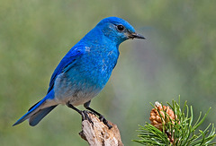 Monticole bleu (Monticola solitarius)