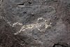 Three Rivers Petroglyphs (6037)