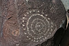 Three Rivers Petroglyphs (6053)