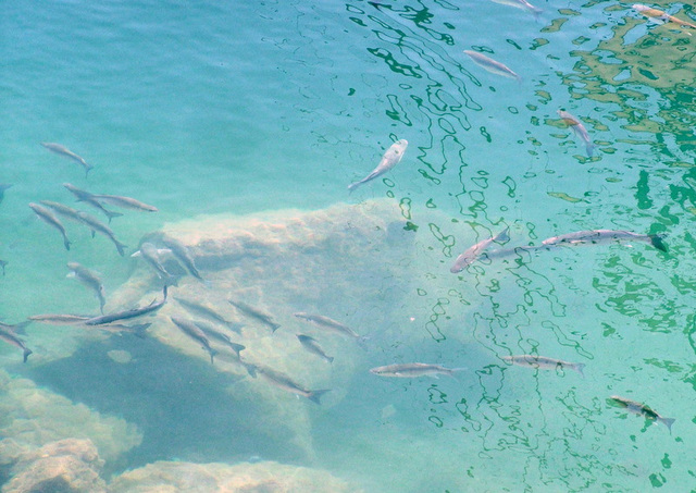 Fish in the harbour