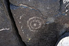 Three Rivers Petroglyphs (6061)