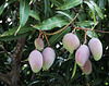 Mangos