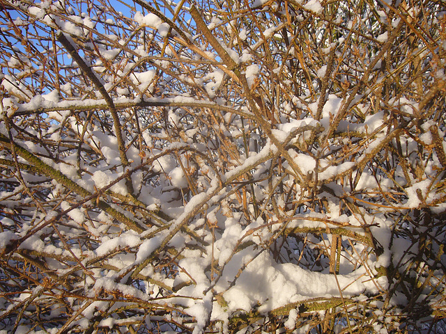 Forsythienzweige im Winter