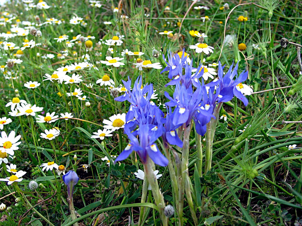 Frühlingsblumen am Strand von Ognina/Sizilien