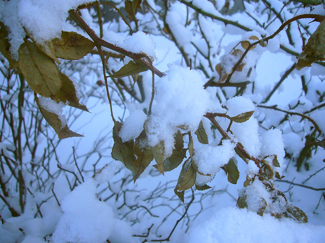 Schneeblätter