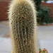 Wet Cactus (3810)