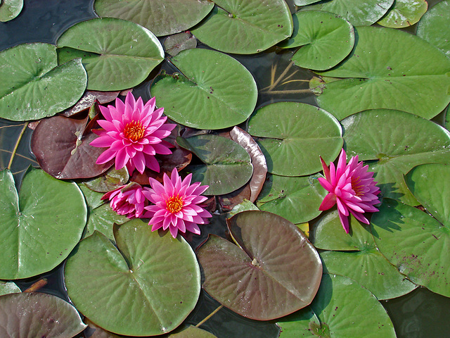 Waterlilies