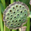 Lotus Seed Pod