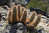 Trail Canyon Cactus (4441)