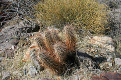 Trail Canyon Cactus (4443)