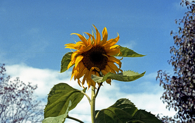 Sunflower