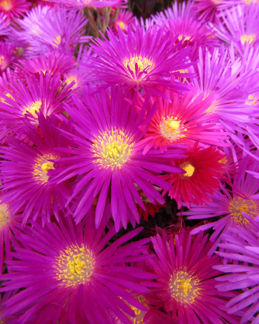 Ice Plant Flowers