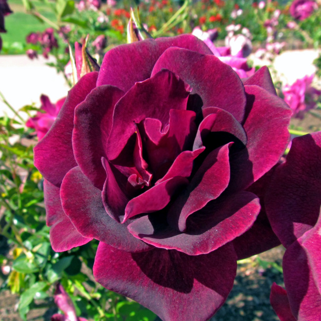 Dark Red Rose