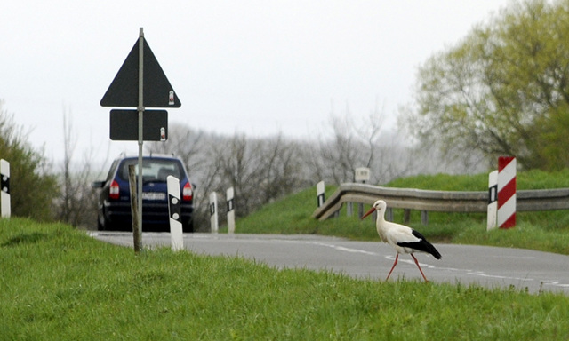 Reinheimer Storch als selbstbewusster Verkehrsteilnehmer