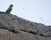 Green Parrot