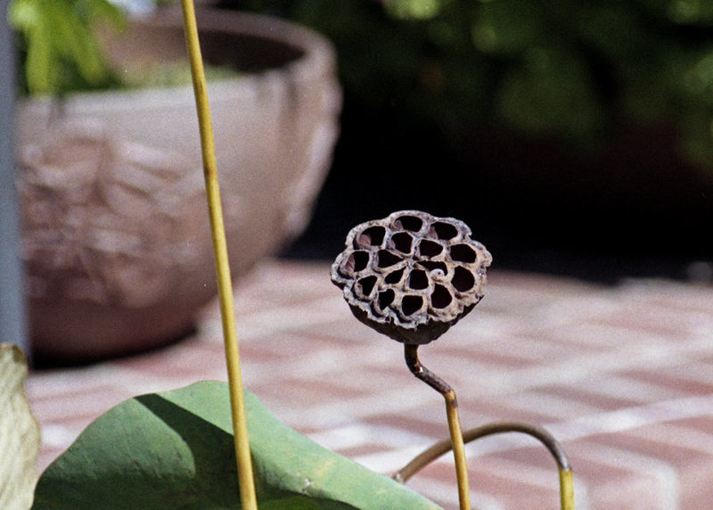 Dried Lotus Pod